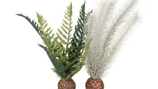 Decor feriga Oase biOrb thistle fern gri/verde S