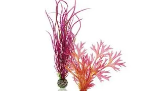 Decor Oase biOrb Plant set rosu &amp; roz M