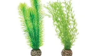 Decor set plante verzi Oase biOrb Feather fern S 2 bucati