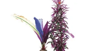 Decor plante Oase biOrb parrots feather M