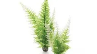 Decor feriga Oase biOrb Aquatic winter fern set 2 bucati