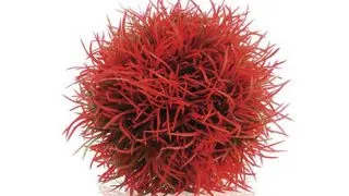 Decor Oase biOrb Aquatic colour ball rosu