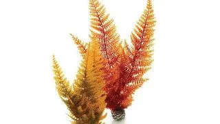 Decor feriga Oase biOrb Aquatic autumn fern set 2 bucati