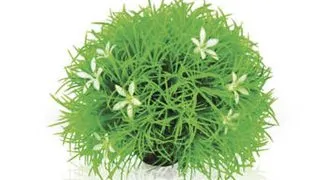 Decor margarete Oase biOrb Flower ball with daisies
