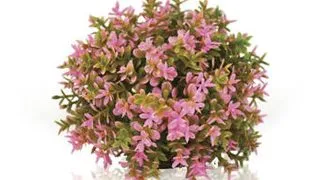 Decor planta Oase biOrb Flower ball roz