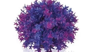 Decor planta Oase biOrb Flower ball violet