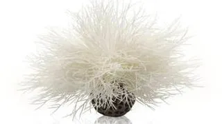 Decor Oase biOrb Aquatic sea lily alb