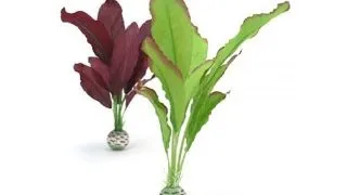 Decor plante Oase biOrb set verde&amp;mov M
