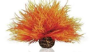 Decor Oase biOrb Aquatic sea lily rosiatic