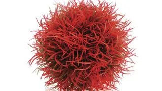 Decor Oase biOrb Aquatic colour ball violet