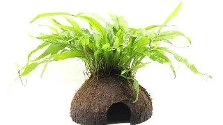 Dennerle decor Coco Cave cu Microsorum pteropus