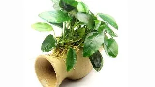 Dennerle decor Anubias nana pe Catfish Amphora