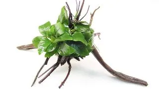 Dennerle decor Anubias Nana pe Spiderwood
