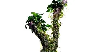 Planta acvariu Bonsai tree cu Vesicularia Xmas si Anubias Mini
