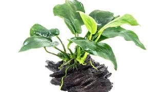 Planta acvariu Decor Anubias Nana pe lemn Stoffels