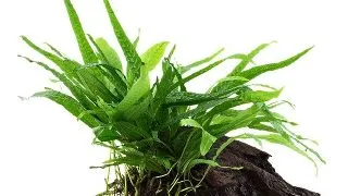 Planta acvariu Microsorum Pteropus Narrow on wood Tropica
