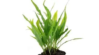 Planta acvariu Stoffels Microsorum Pteropus pe lemn L