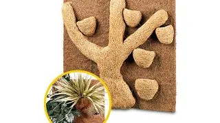 Decor natural Hobby Coconut Module