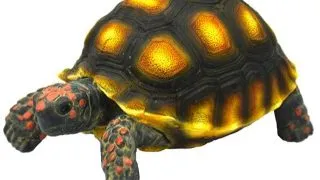 Decor testoasa Hobby Turtle 1