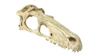 Decor terariu craniu de dinozaur Komodo Raptor Skull S