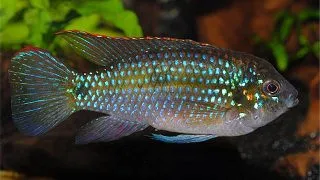 Pelmatochromis thomasi
