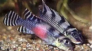 Nanochromis transverstitus