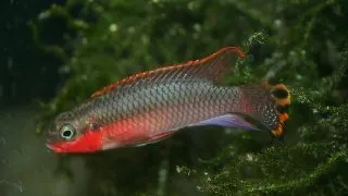 Pelvicachromis taeniatus niger. red