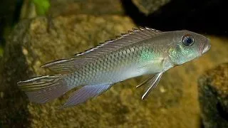 Nanochromis nudiceps