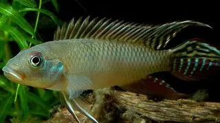 Nanochromis parilus