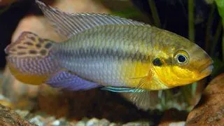 Pelvicachromis subocelatus matadi