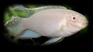Pelvicachromis pulcher gold-albino