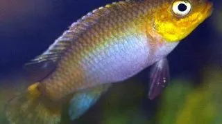 Pelvicachromis taeniatus nyete