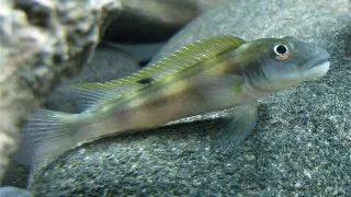 Steatocranus tinanti