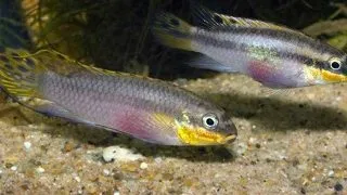 Pelvicachromis taeniatus nange