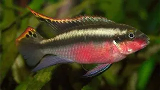 Pelvicachromis super red