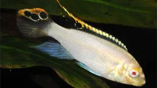 Pelvicachromis pulcher albin (red)