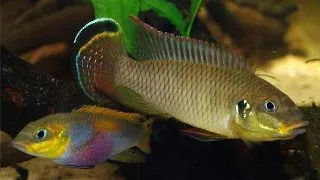 Pelvicachromis taeniatus lobe