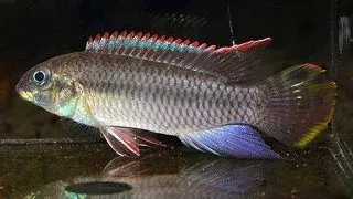 Pelvicachromis taeniatus niger green