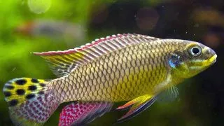 Pelvicachromis taeniatus molive
