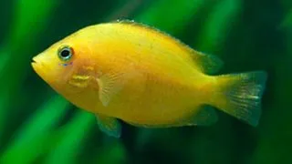 Etroplus maculatus gold
