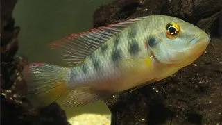 Chromidotilapia guentheri