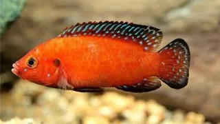 Hemichromis exsul (Turkana Jewel Cichlid)