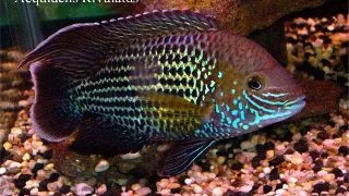 Aequidens rivulatus
