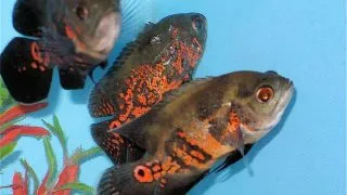 Astronotus Ocellatus