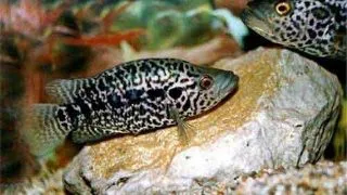 Cichlasoma managuense