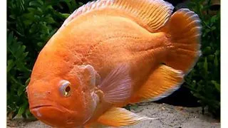 Astronotus ocellatus albino red