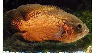 Astronotus ocellatus red oscar