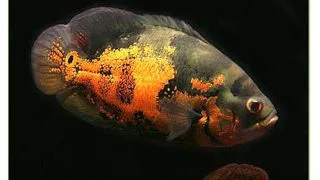 Astronotus ocellatus tiger oscar