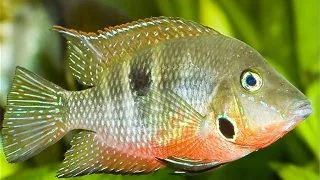 Cichlasoma Meeki