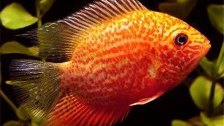 Heros Severum Red Spot